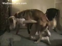 A brown retriever is having sex with a gorgeous French blonde.
